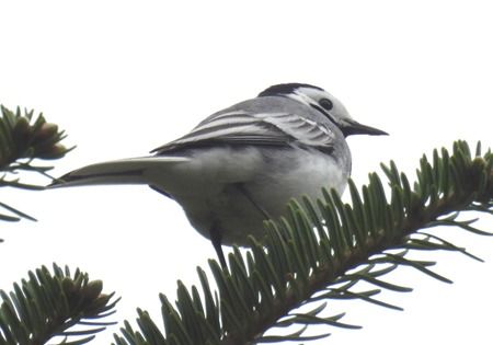Ballerina bianca  - Tiziana Ciaghi
