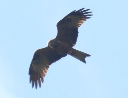 Nibbio bruno  - Tiziana Ciaghi