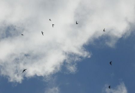 Rondone maggiore  - Tiziana Ciaghi