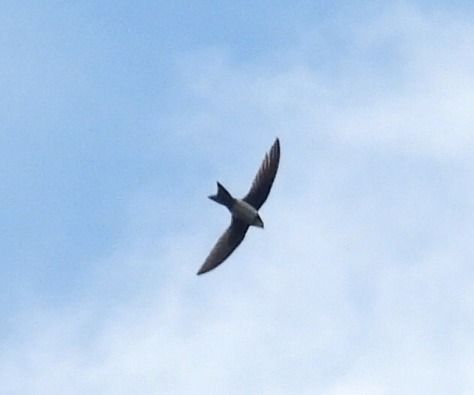 Rondone maggiore  - Tiziana Ciaghi