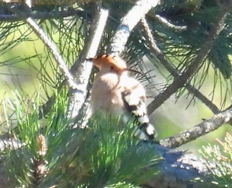 Upupa  - Tiziana Ciaghi