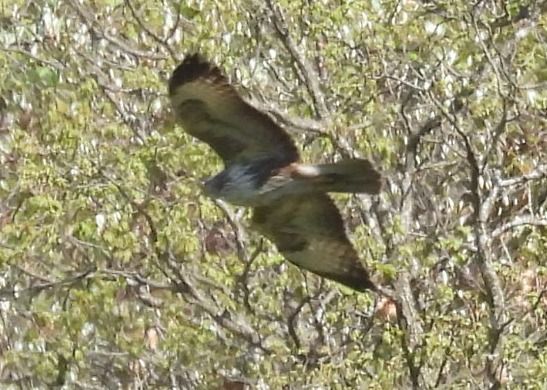 Poiana  - Tiziana Ciaghi