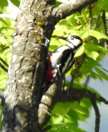 Picchio rosso maggiore  - Tiziana Ciaghi