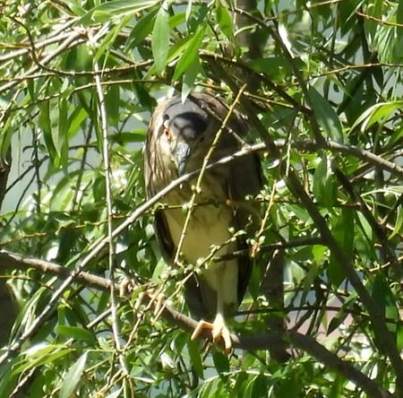 Nitticora  - Tiziana Ciaghi