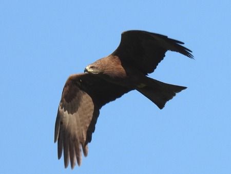 Nibbio bruno  - Tiziana Ciaghi