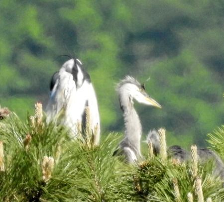 Airone cenerino  - Tiziana Ciaghi