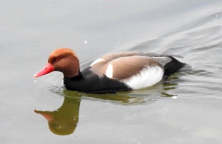 Fistione turco  - Tiziana Ciaghi