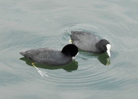 Folaga  - Tiziana Ciaghi