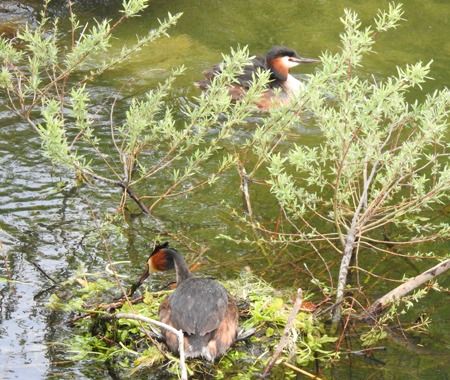 Svasso maggiore  - Tiziana Ciaghi