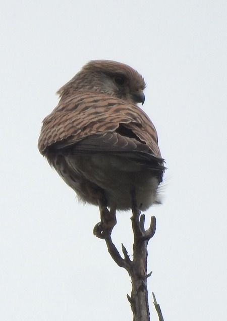 Gheppio  - Tiziana Ciaghi