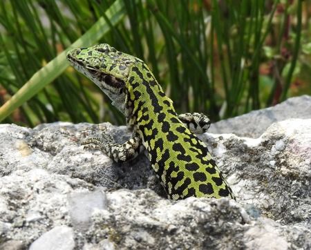 Ruineneidechse  - Tiziana Ciaghi