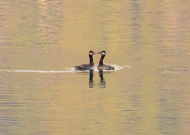 Svasso collorosso  - Roberto Brembilla