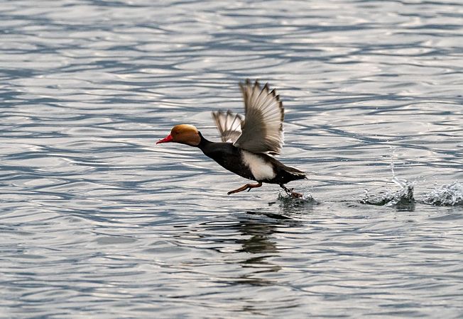 Fistione turco  - Roberto Brembilla