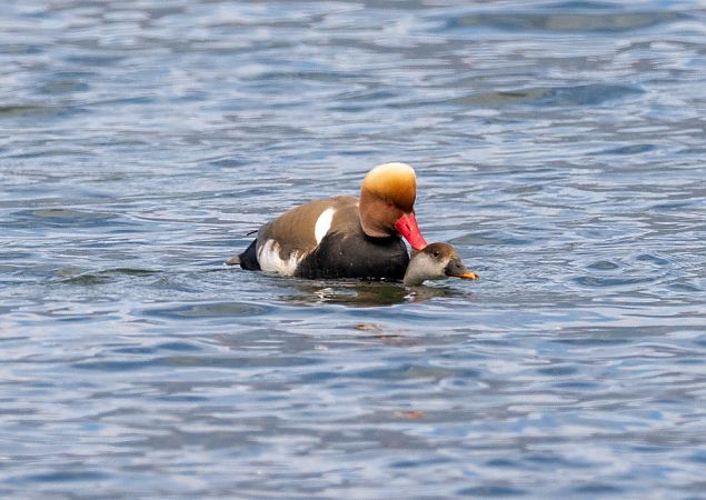 Fistione turco  - Roberto Brembilla