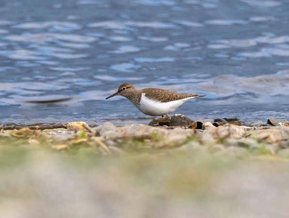 Piro-piro piccolo  - Roberto Brembilla