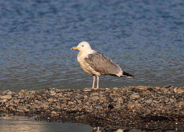 Gabbiano pontico  - Roberto Brembilla