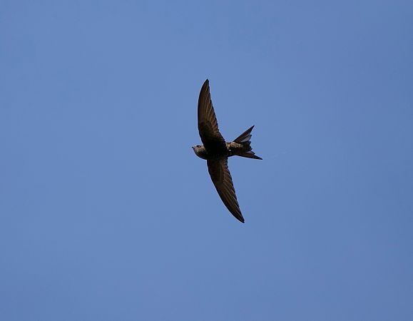 Rondone comune  - Roberto Brembilla