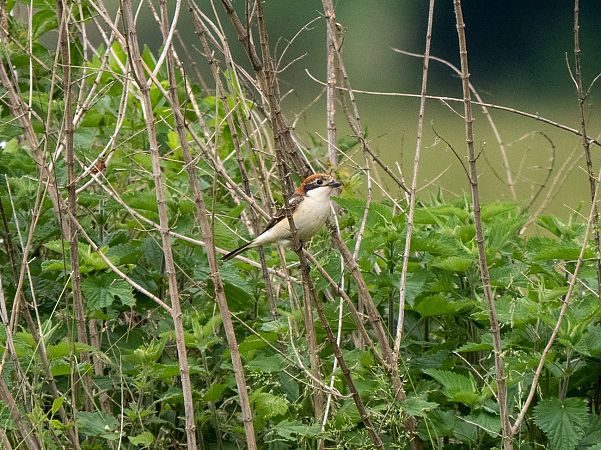 Averla capirossa  - Roberto Brembilla
