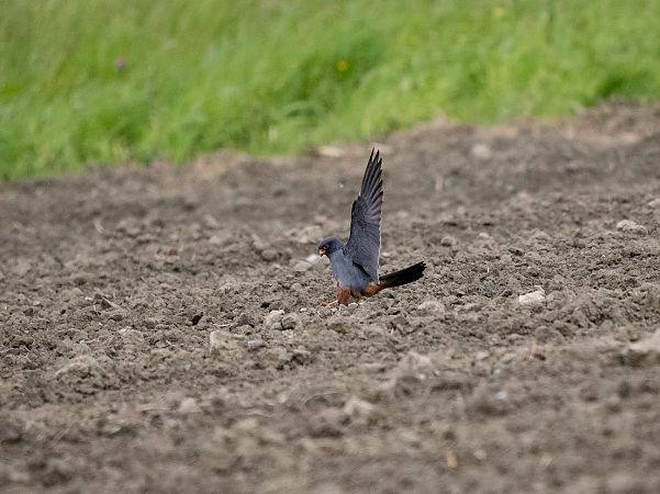 Falco cuculo  - Roberto Brembilla