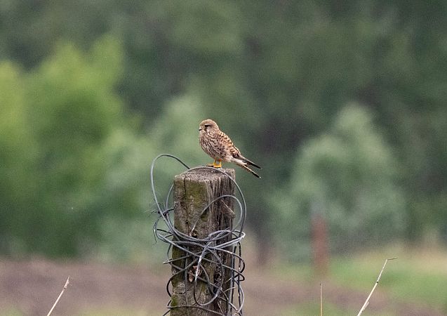 Gheppio  - Roberto Brembilla