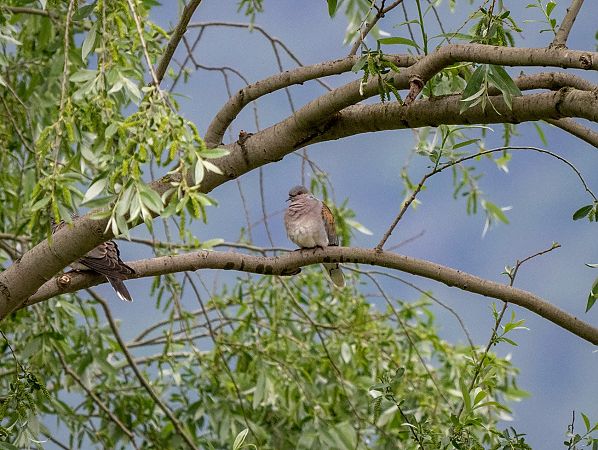 Tortora selvatica  - Roberto Brembilla