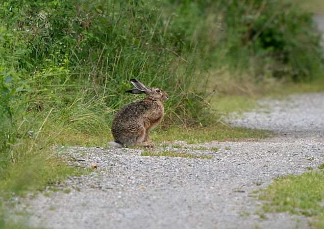 European Hare  - Roberto Brembilla