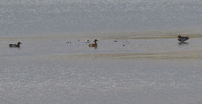 Marzaiola  - Simona Corbellini