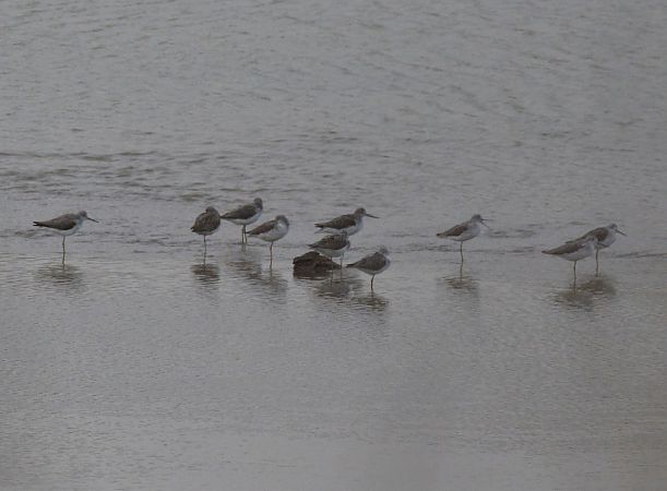 Pantana  - Simona Corbellini