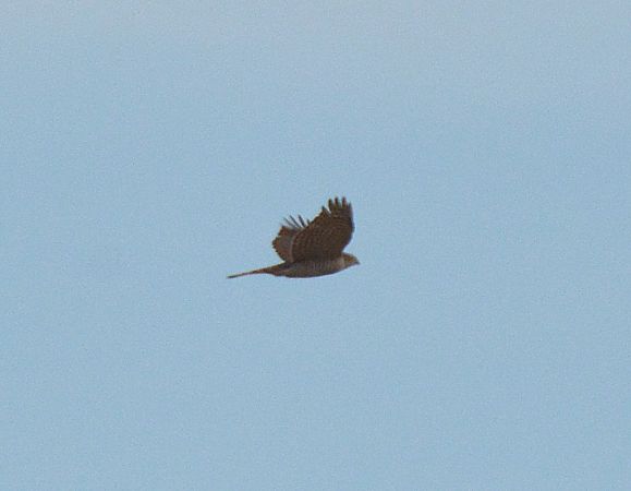 Sparviere  - Simona Corbellini