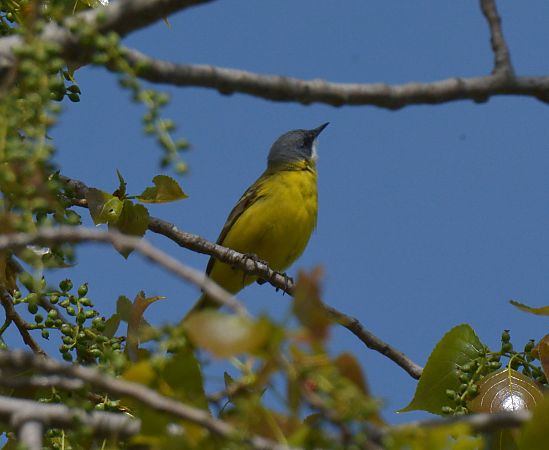 Cutrettola capocenerino  - Simona Corbellini