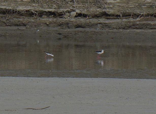 Cavaliere d'Italia  - Simona Corbellini
