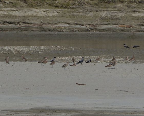 Chiurlo maggiore  - Simona Corbellini