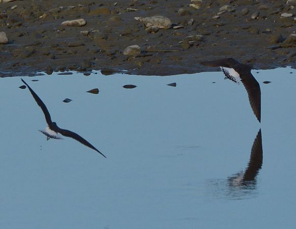 Piro-piro culbianco  - Simona Corbellini