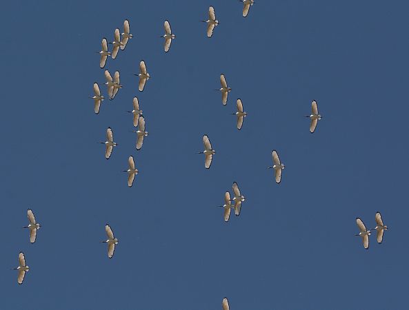 Ibis sacro  - Simona Corbellini