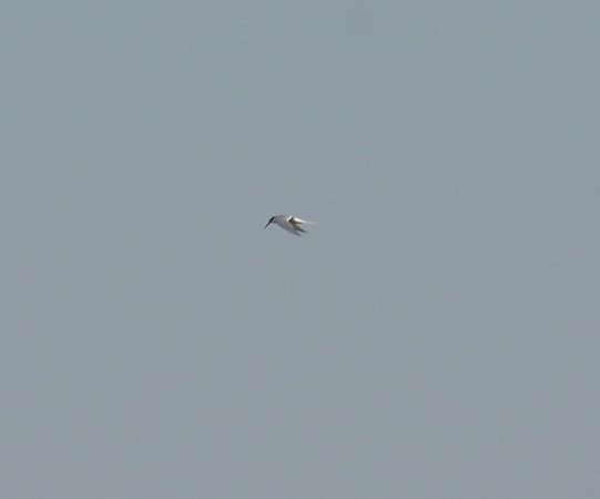 Sterna comune  - Simona Corbellini