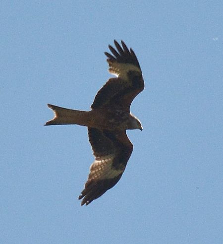 Nibbio reale  - Simona Corbellini