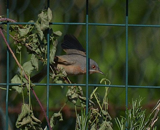 Sterpazzolina  - Simona Corbellini