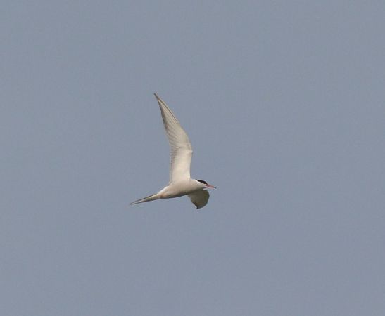 Sterna comune  - Simona Corbellini