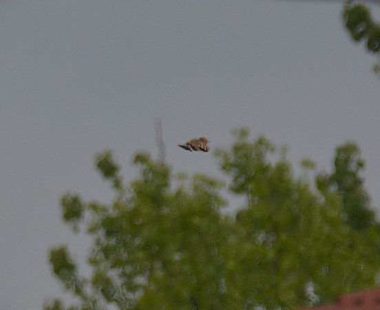 Upupa  - Simona Corbellini