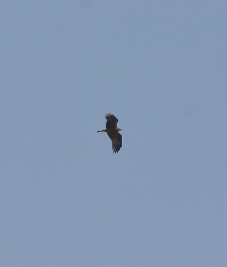 Nibbio bruno  - Simona Corbellini