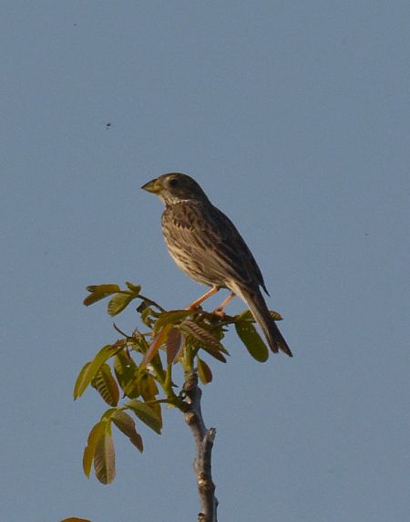 Strillozzo  - Simona Corbellini