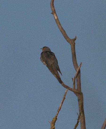 Cuculo  - Simona Corbellini