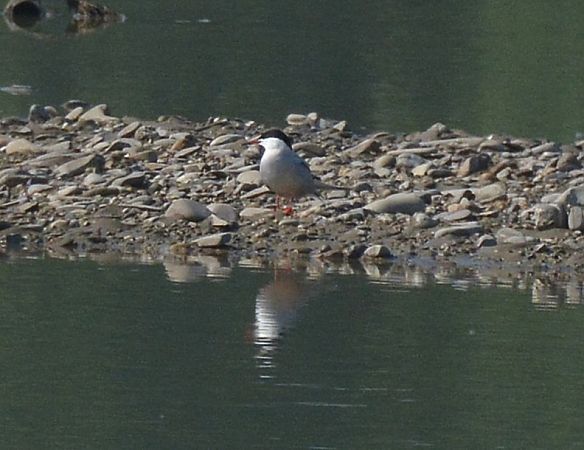 Sterna comune  - Simona Corbellini