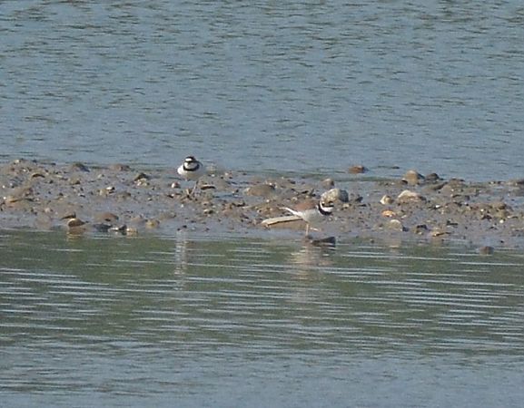 Corriere piccolo  - Simona Corbellini