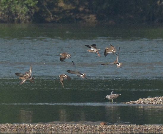 Piovanello pancianera  - Simona Corbellini
