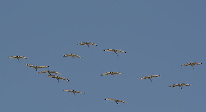 Ibis sacro  - Simona Corbellini