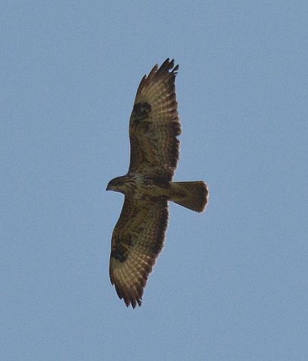 Poiana  - Simona Corbellini