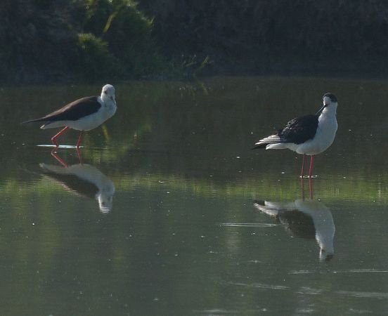 Cavaliere d'Italia  - Simona Corbellini