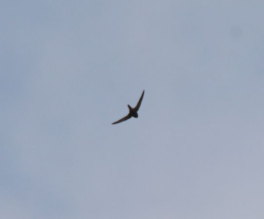 Rondone comune  - Simona Corbellini