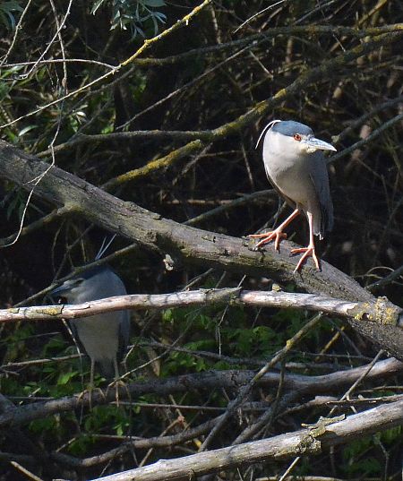 Nitticora  - Simona Corbellini